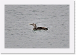 White-billed Diver_jaakuikka_3757 * 800 x 537 * (286KB)
